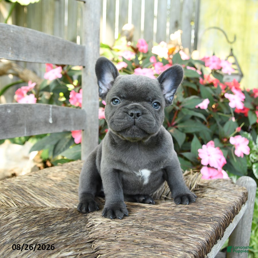 French Bulldog dogs Ka Choo - Ad 1
