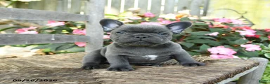 Ka Choo