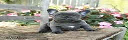 French Bulldog dogs for sale: Ka Choo - Ad 1