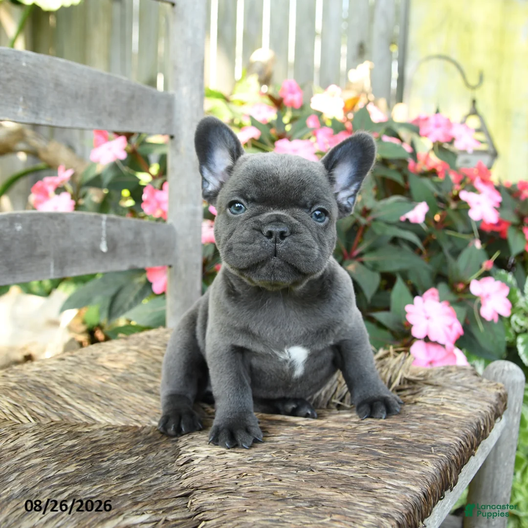 French Bulldog dogs for sale: Ka Choo - Ad 1