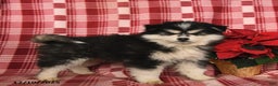 Pomsky dogs for sale: Blizzard - Ad 2
