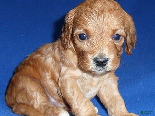 Cockapoo dogs Peanut - Ad 39