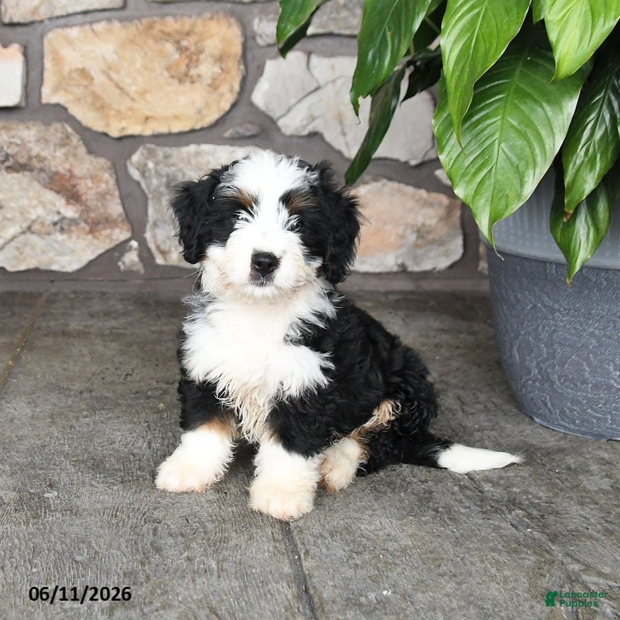 Mini Bernedoodle dogs Larry - Ad 1