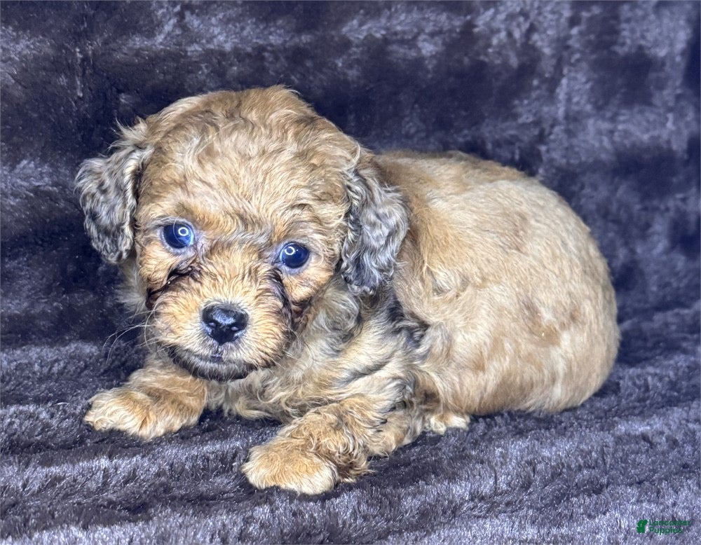 Toy Poodle dogs Zip - Ad 16