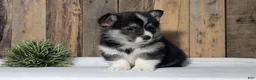 Welsh Corgi Pembroke dogs for sale: Nemo - Ad 11