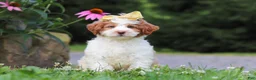 Mini Bernedoodle dogs for sale: Rain - Ad 5