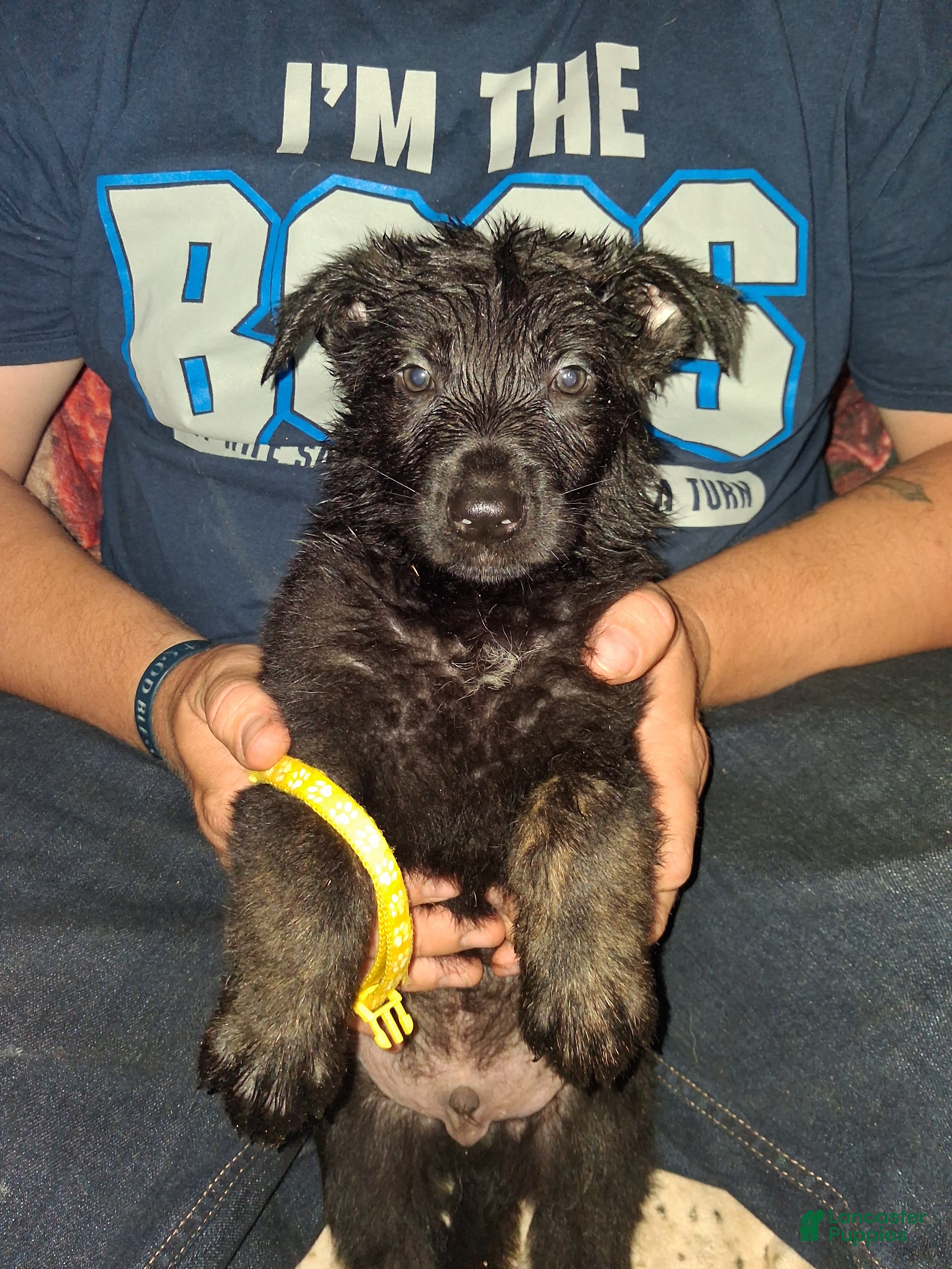 German Shepherd dogs Yellow boy - Ad 25