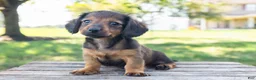 Miniature Dachshund dogs for sale: Tootsie - Ad 13