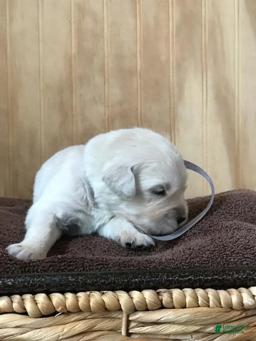 Golden Retriever dogs for sale: Mr Gray  - Ad 1