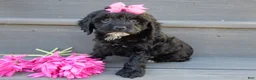 Cockapoo dogs for sale: Miley - Ad 7