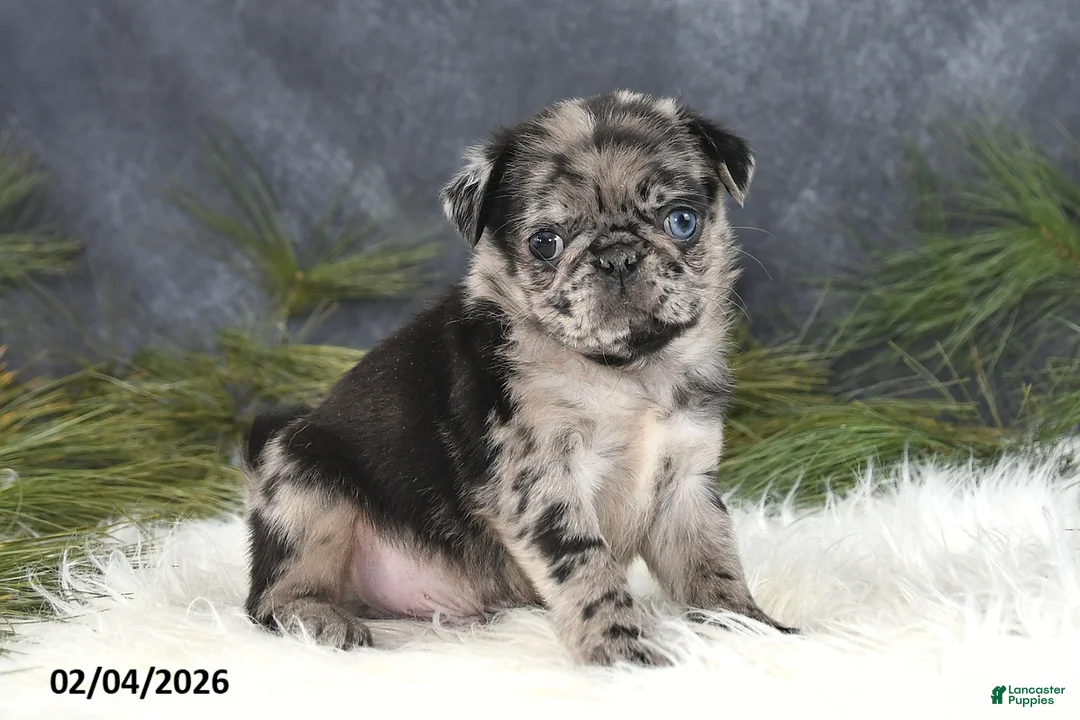 Pug dogs for sale: Dustin - Ad 2