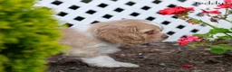 Cocker Spaniel dogs for sale: Teddy - Ad 5