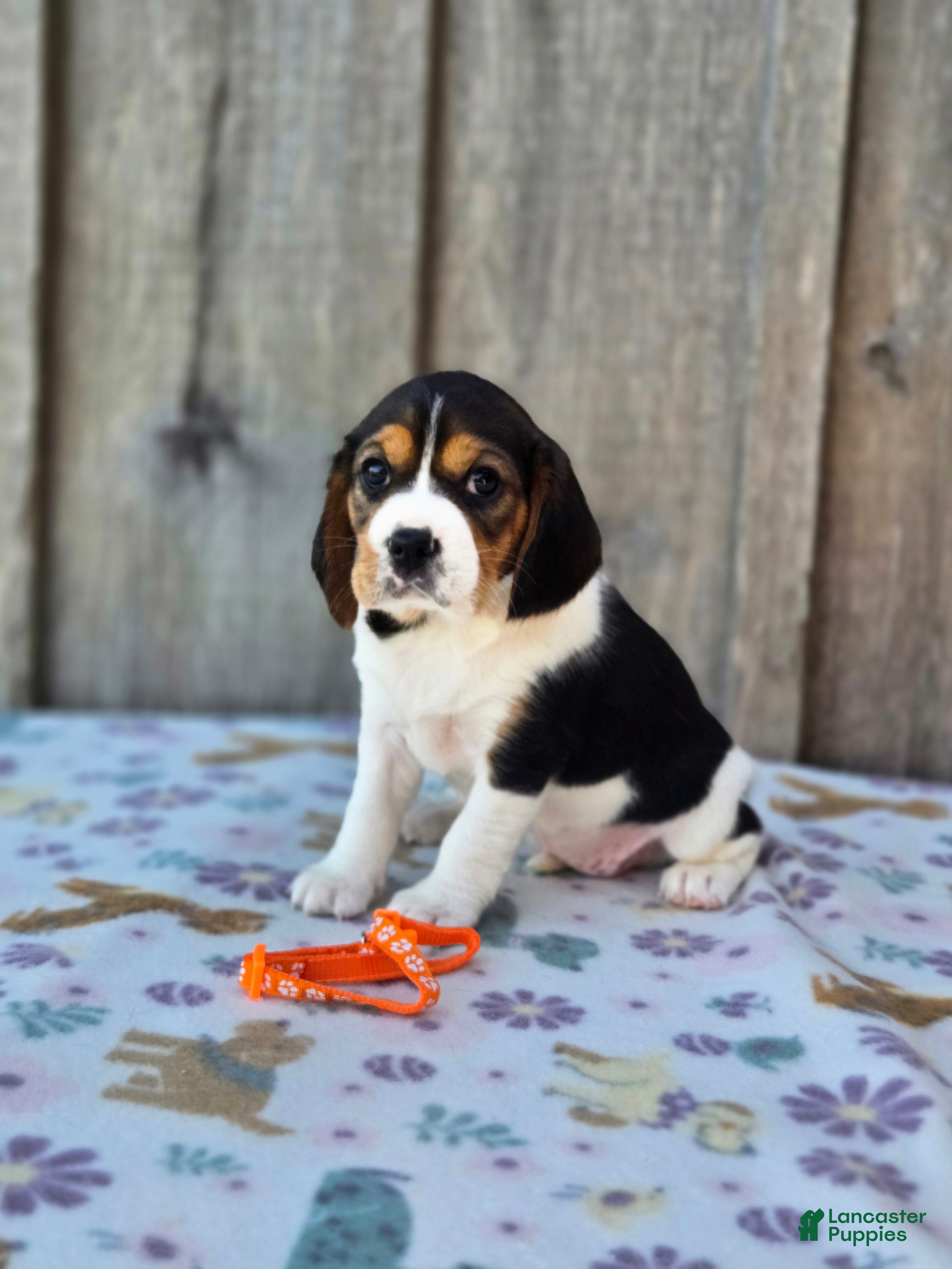 Beaglier dogs Poppy - Ad 2