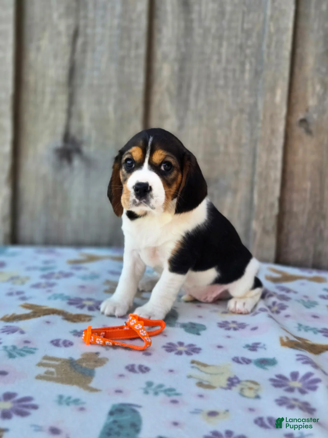Beaglier dogs for sale: Poppy - Ad 2