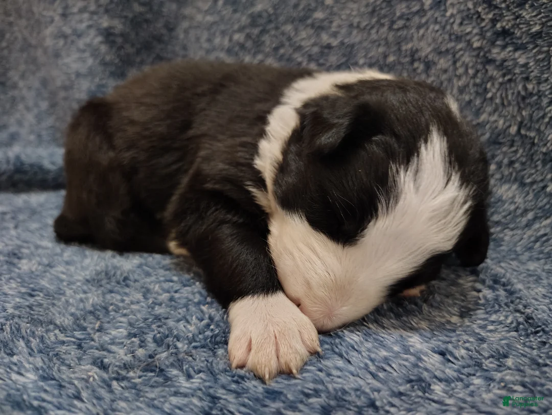 Border Collie dogs for sale: Linus - Ad 6
