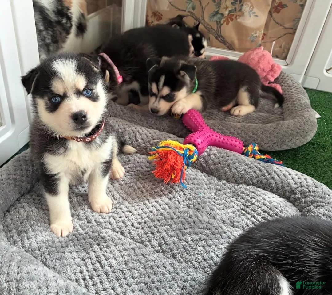 Pomsky dogs for sale: Rambo- Brown Collar - Ad 2