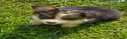 Welsh Corgi Pembroke dogs for sale: Duffy the fluffy - Ad 10