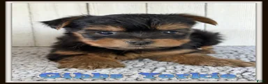 Yorkshire Terrier 3