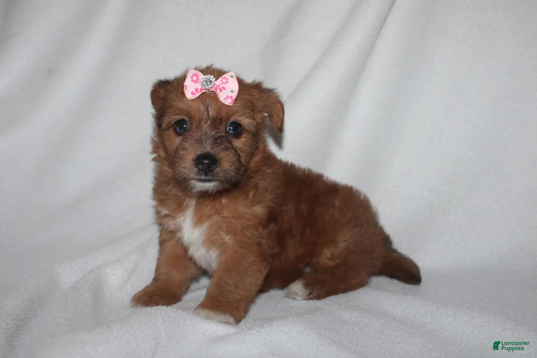 Yorkiepoo dogs for sale: Queen - Ad 2