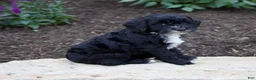 Mixed Breed dogs for sale: Onyx - Ad 3