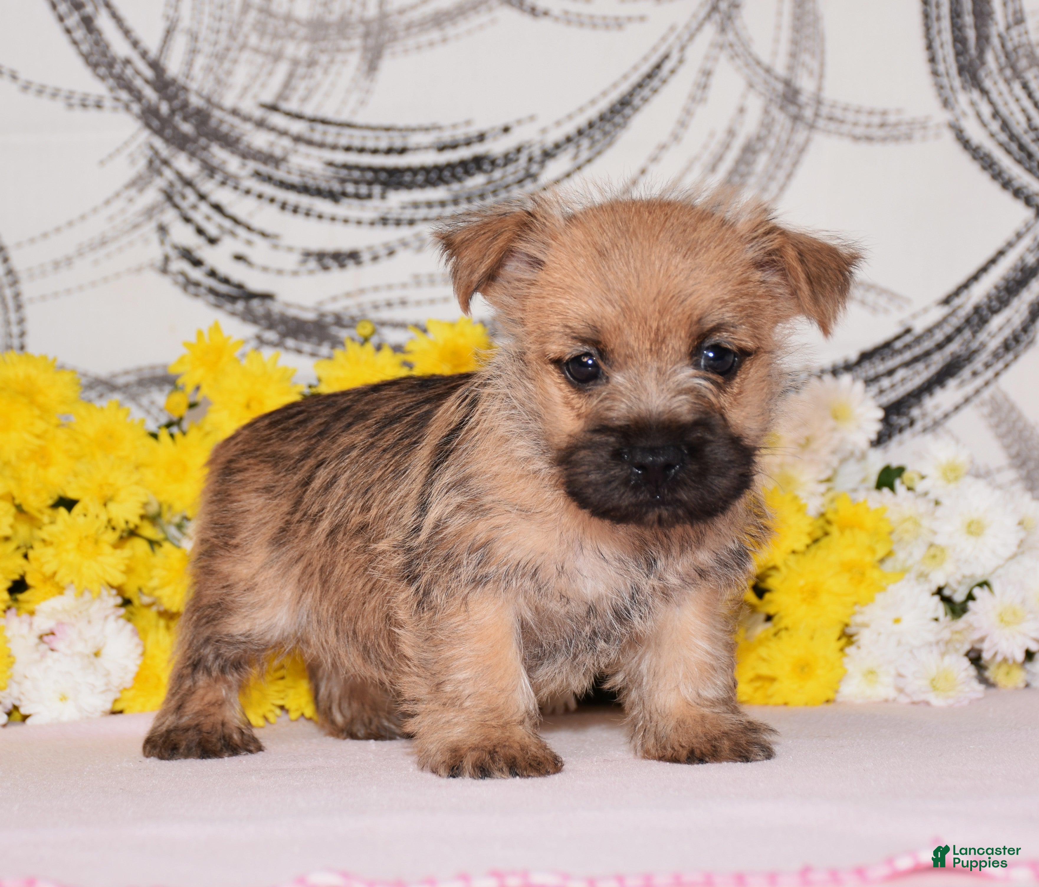 Cairn Terrier dogs Jojo - Ad 2