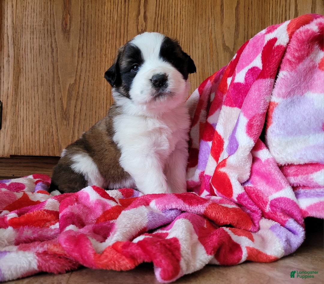 Saint Bernard dogs for sale: Ember - Ad 1