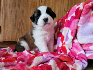 Saint Bernard dogs Ember - Ad 9