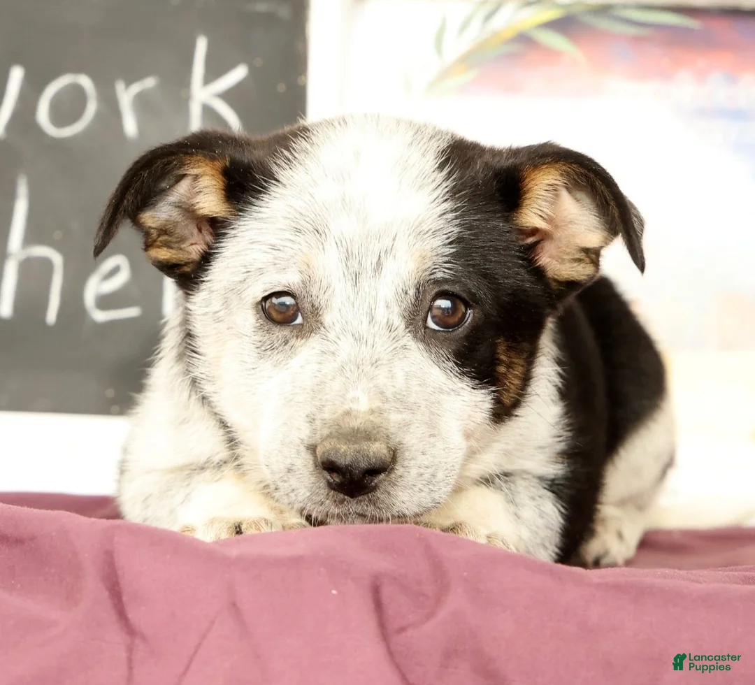 Mixed Breed dogs for sale: Tonya - Ad 2
