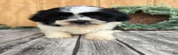 Teddy Bear dogs for sale: Lucas - Ad 5