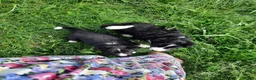 Mixed Breed dogs for sale: Mixed Breed 2 - Ad 8
