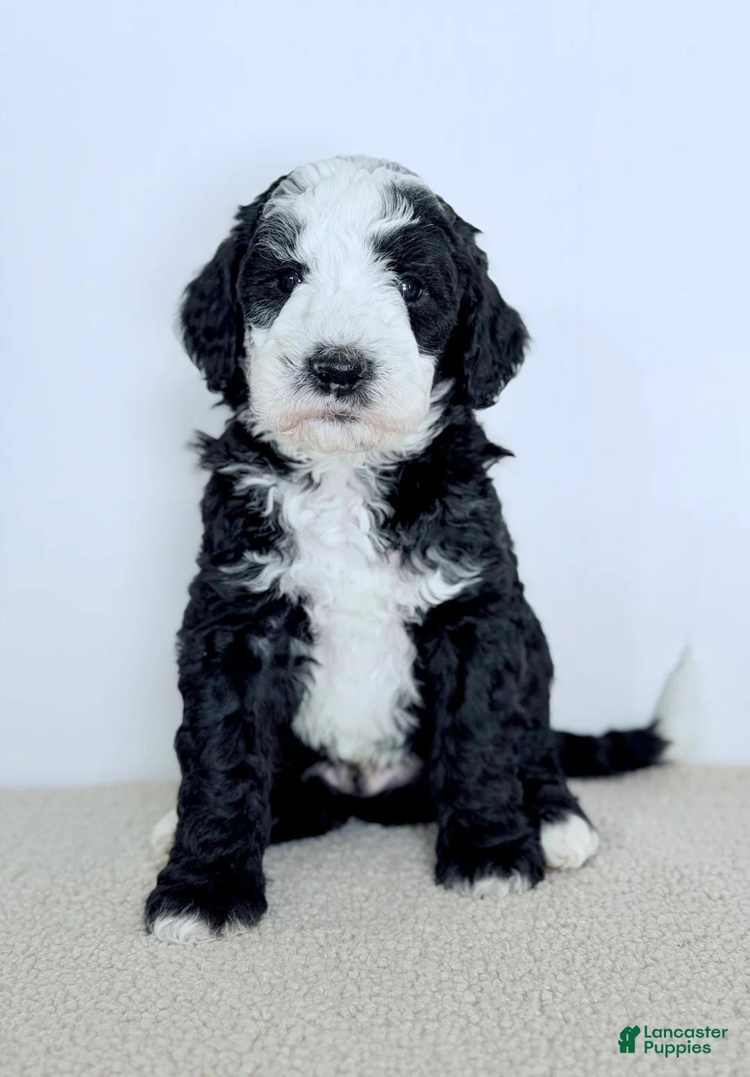 Bernedoodle dogs for sale: Shepherd  - Ad 3