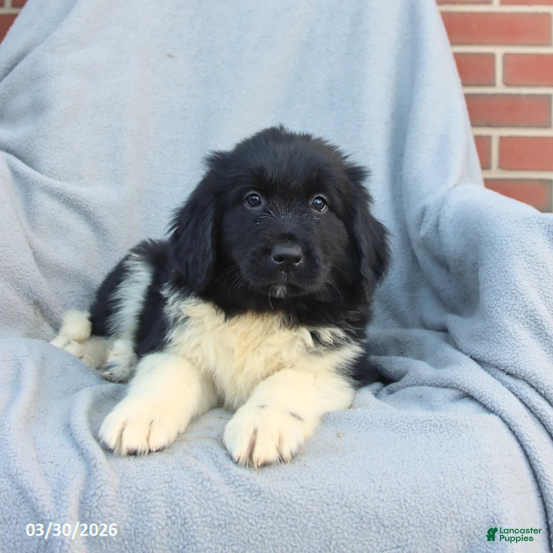 Newfoundland dogs for sale: Melody - Ad 3