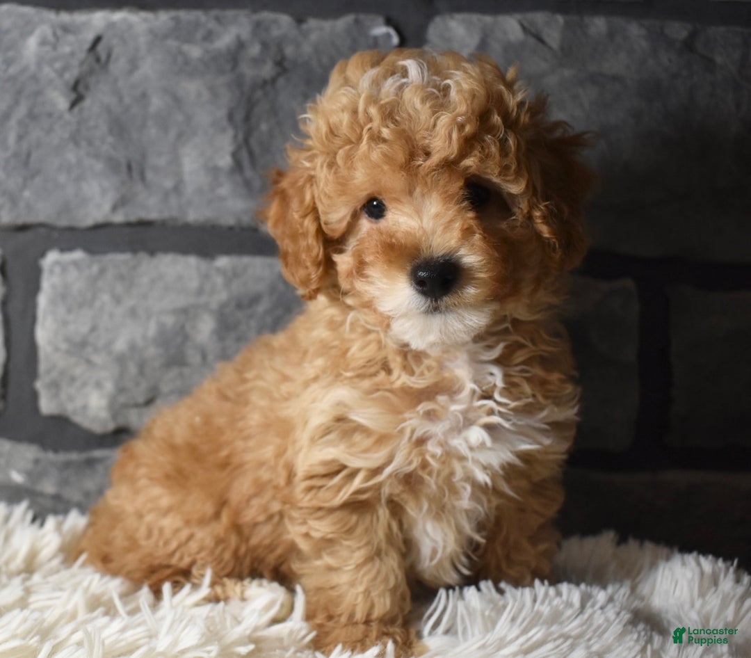 Toy Poodle dogs for sale: Murphy  - Ad 3