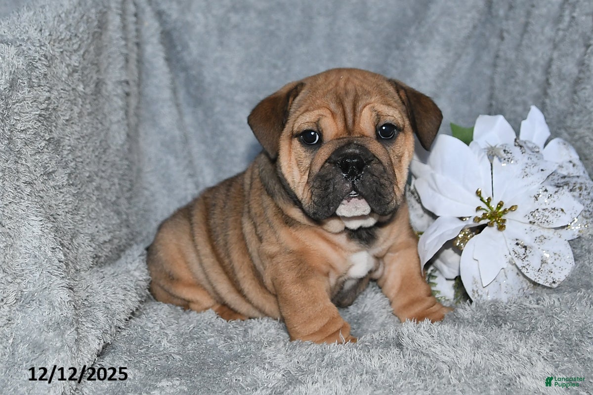 English Bulldog dogs Selena - Ad 20