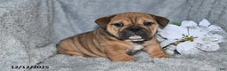 English Bulldog dogs for sale: Selena - Ad 1