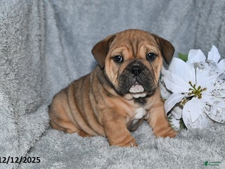 English Bulldog dogs Selena - Ad 35
