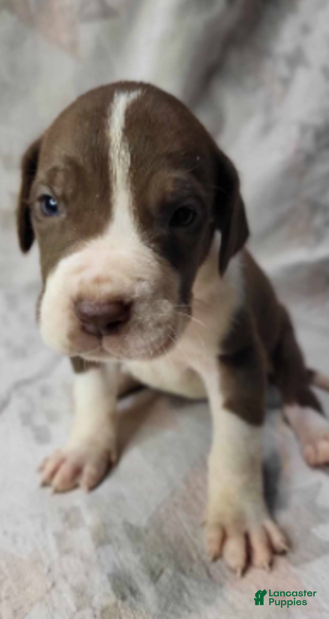 Great Dane dogs for sale: Cannoli - Ad 5