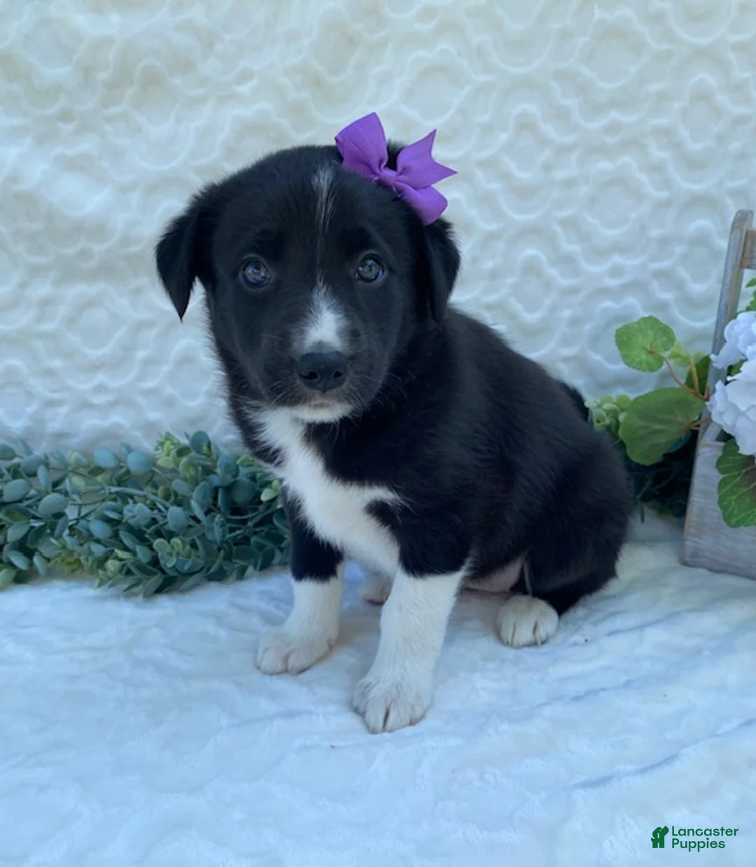 Border Collie dogs for sale: Pixie - Ad 1