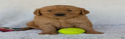 Golden Retriever dogs for sale: Brady - Ad 5