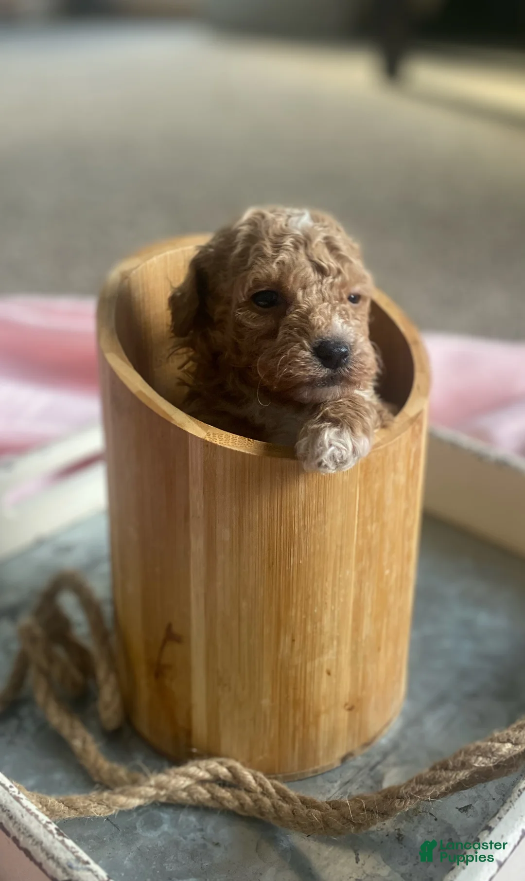 Toy Poodle dogs for sale: LITTLE ARCHIE - Ad 53