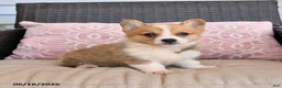 Welsh Corgi Pembroke dogs for sale: Muffin - Ad 3