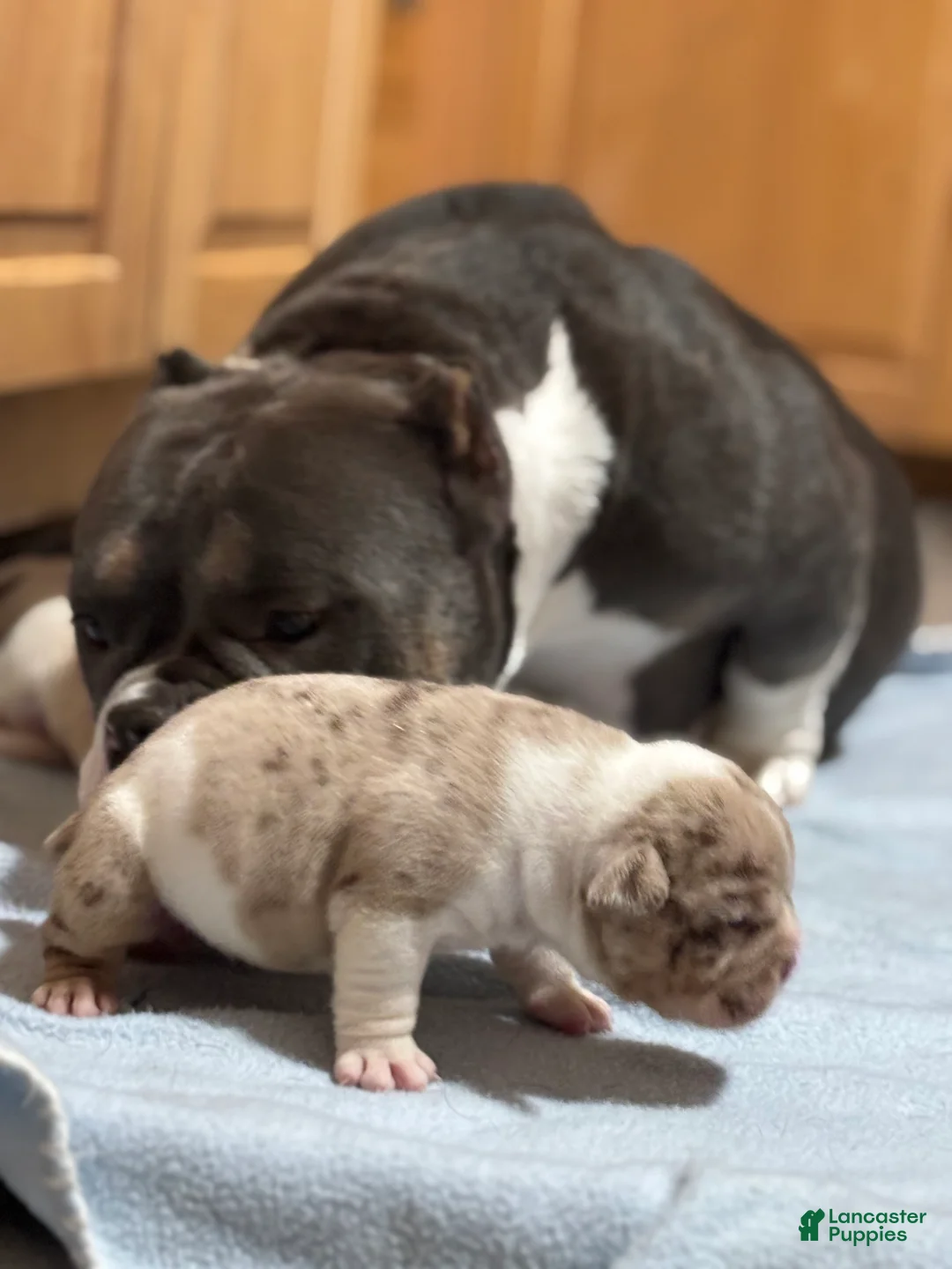 American Bully dogs for sale: American Bully Puppy 3 - Ad 12