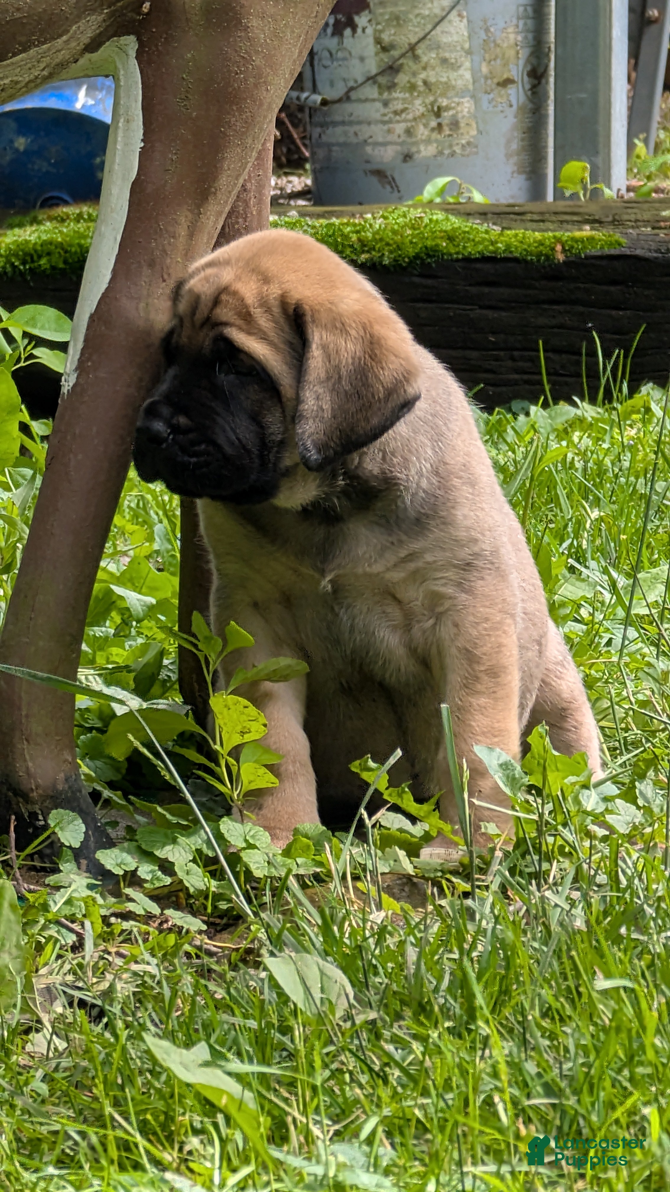 English Mastiff dogs English Mastiff Puppy 3 - Ad 2