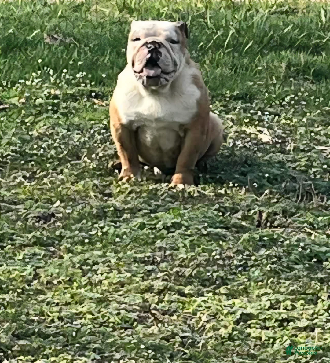 English Bulldog dogs for sale: Ambition  - Ad 1