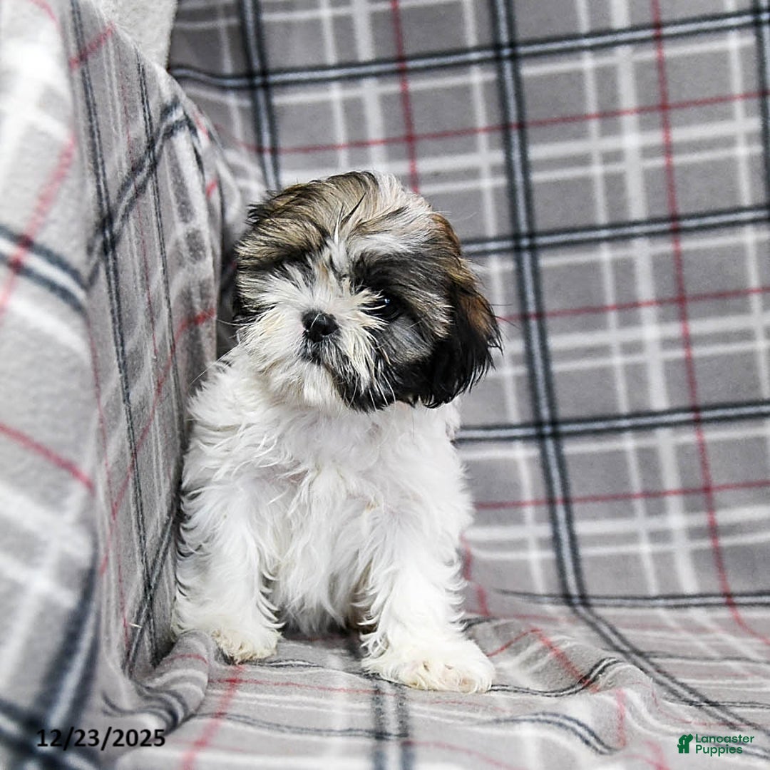 Shihpoo dogs for sale: Midge  - Ad 10