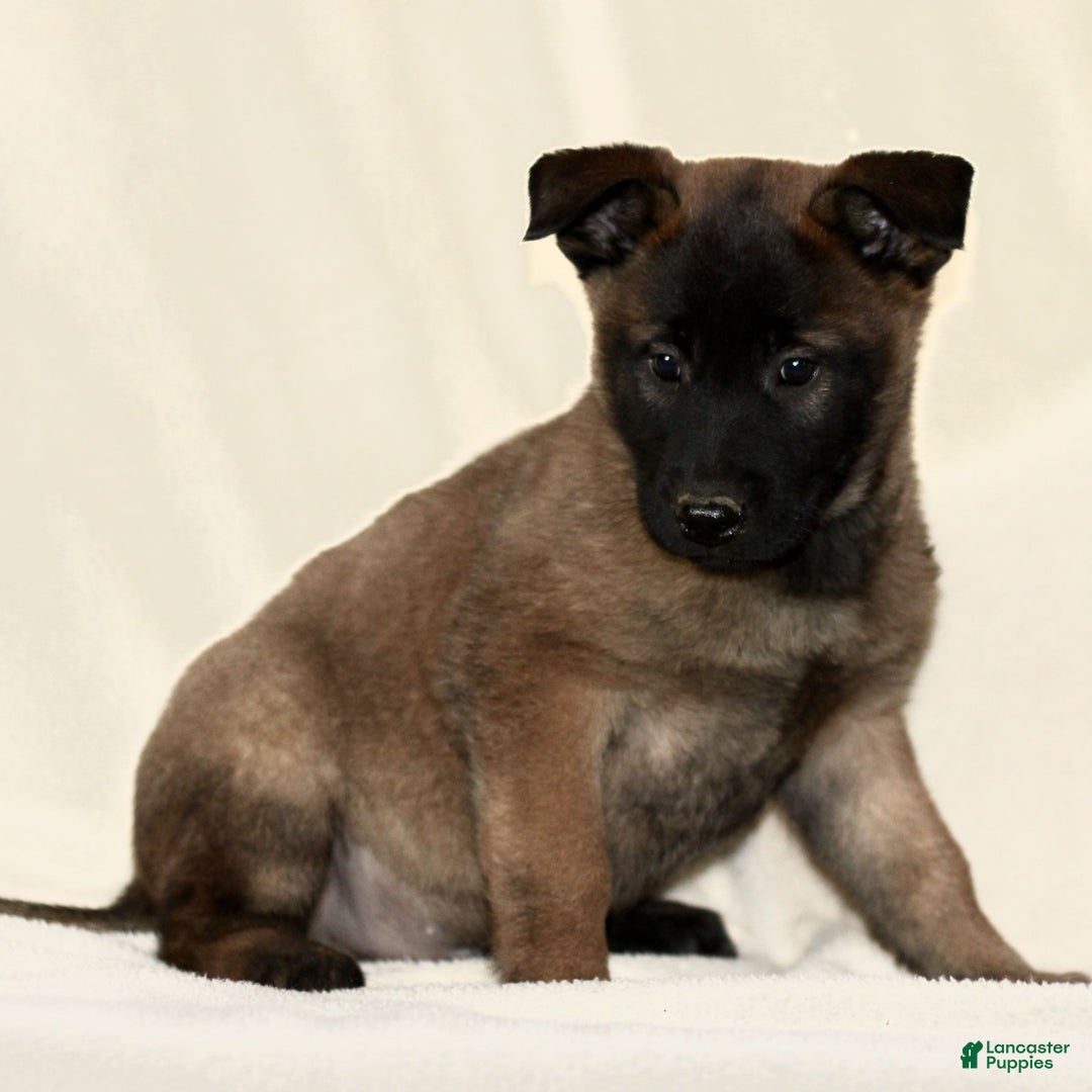 Belgian Malinois dogs for sale: Captain  - Ad 2