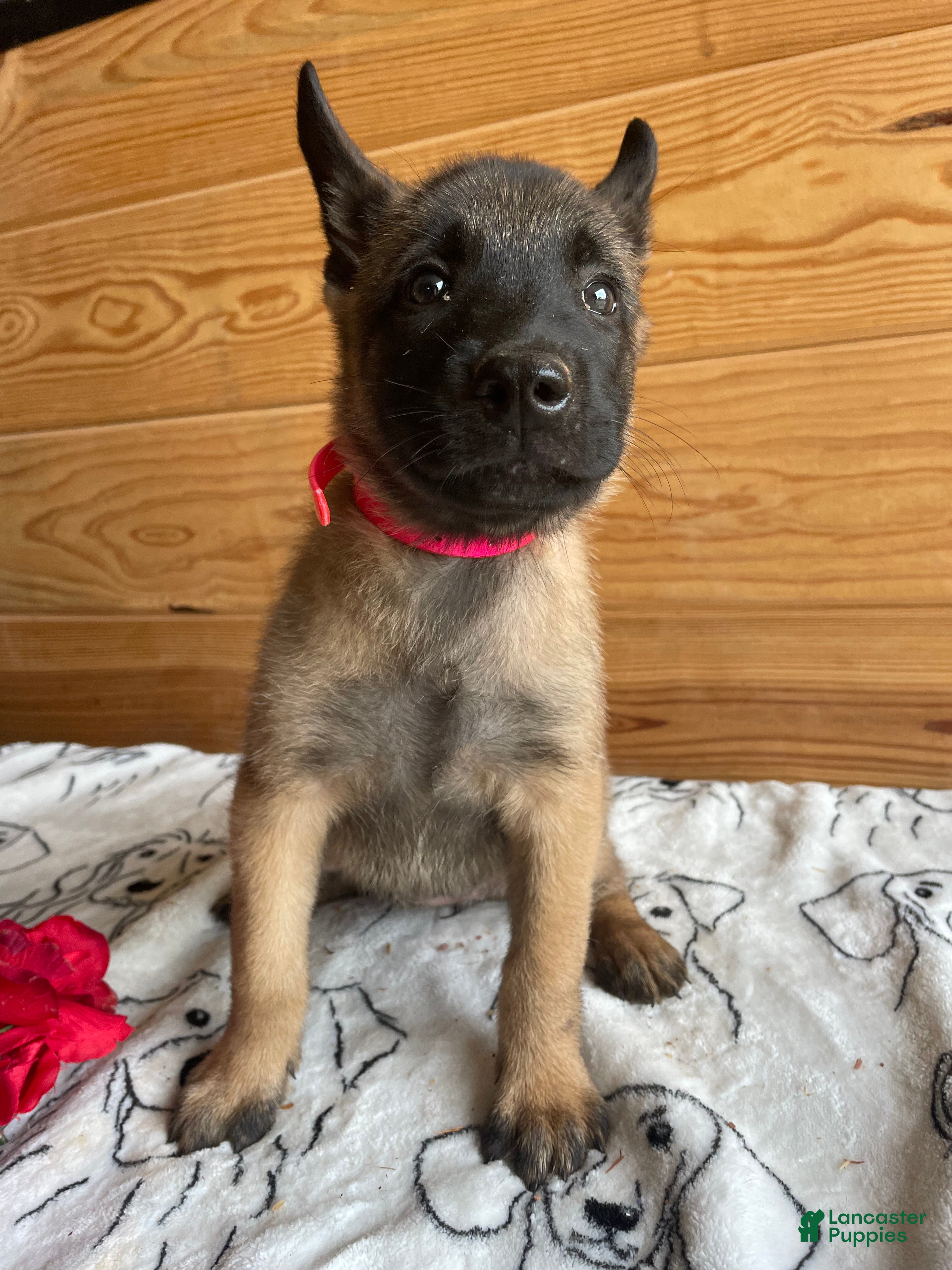Belgian Malinois dogs Nova - Ad 42