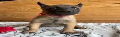 Nova