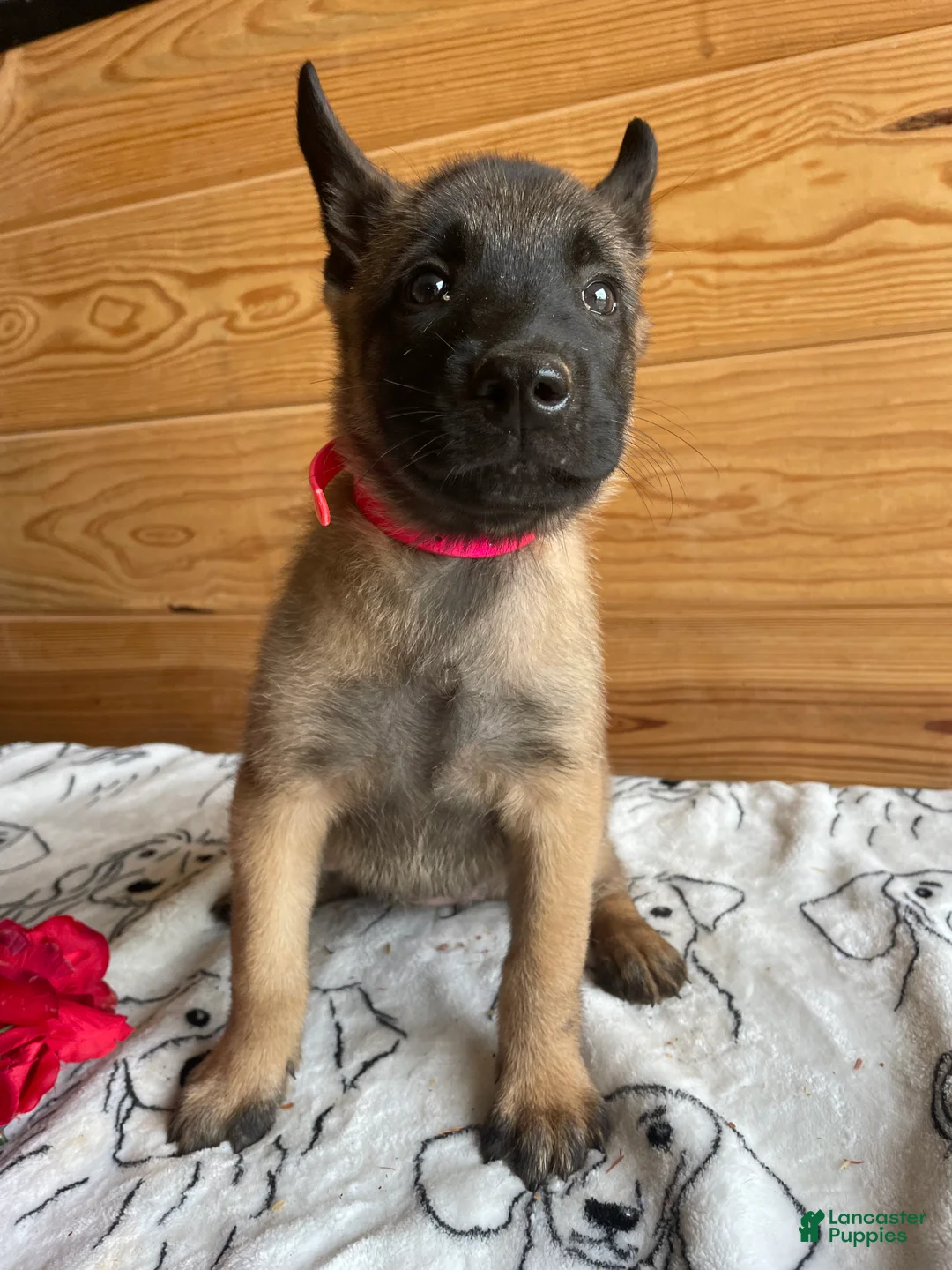 Belgian Malinois dogs for sale: Nova - Ad 1