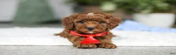 Cavapoo dogs for sale: Bear - Ad 5